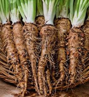 L'Ami des Jardins 1107 SALSIFIS ou SCORSONÈRES, QUE CHOISIR?