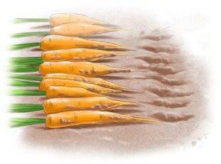 L'Ami des Jardins 1107 Conserver les légumes-racines sans cave