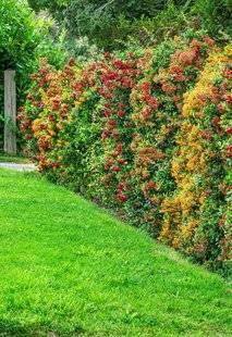 L'Ami des Jardins 1107 DES HAIES pour la biodiversité, le décor et l'intimité