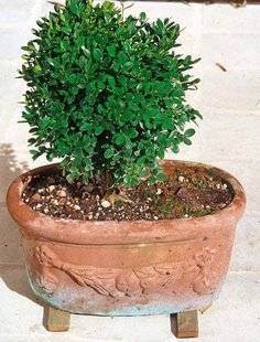 L'Ami des Jardins 1107 Protéger les bonsaïs