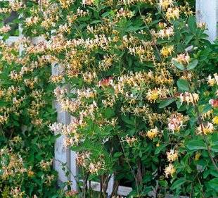 L'Ami des Jardins 1107 CURE DE JOUVENCE POUR LE CHÈVREFEUILLE