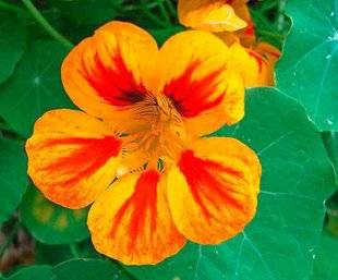L'Ami des Jardins 1107 DES CAPUCINES POUR LE PRINTEMPS