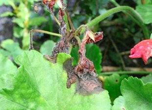L'Ami des Jardins 1107 NETTOYAGE DES GÉRANIUMS