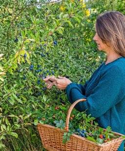 L'Ami des Jardins 1107 LES HAIES “GOURMANDES”
