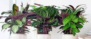 L'Ami des Jardins 1107 UNE PLANTE QUI FAIT LE PAON