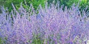L'Ami des Jardins 1107 RAJEUNIR SA HAIE
