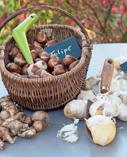 L'Ami des Jardins 1107 En octobre, on plante les bulbes