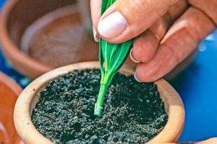 L'Ami des Jardins 1107 C'EST MAINTENANT DANS NOS RÉGIONS