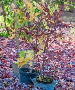 L'Ami des Jardins 1107 Planter un arbuste