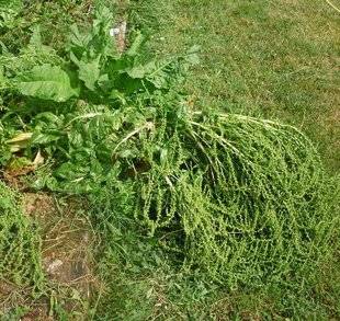 L'Ami des Jardins 1107 UNE RÉCOLTE DE GRAINES ALÉATOIRE