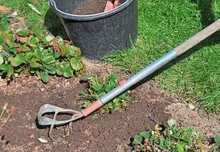 L'Ami des Jardins 1107 Fertilisation des fraisiers et framboisiers