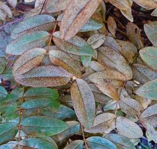 L'Ami des Jardins 1107 DES MILLEPERTUIS AUX FEUILLES PLOMBÉES