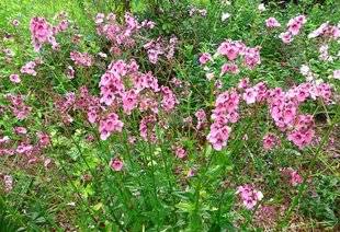 L'Ami des Jardins 1107 EN FLEURS DEPUIS MAI !