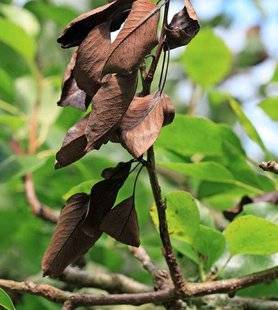 L'Ami des Jardins 1107 MARQUER LES BRANCHES MORTES