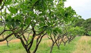 L'Ami des Jardins 1107 Gardienne des trésors méditerranéens