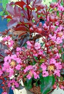 L'Ami des Jardins 1107 Un lagerstroemia pour le nord !