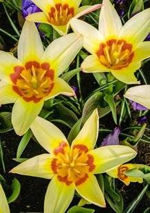 L'Ami des Jardins 1107 POURQUOI PAS DES TULIPES BOTANIQUES ?
