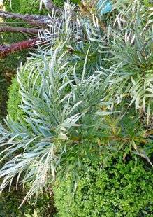 L'Ami des Jardins 1107 UN MAHONIA DOUX POUR L'EXOTISME