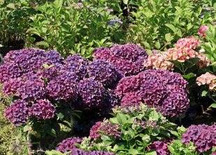 L'Ami des Jardins 1107 Auvergne-Rhône-Alpes
