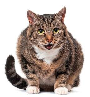 L'Ami des Jardins 1107 Mon chat urine hors de sa litière