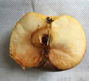 L'Ami des Jardins 1107 Mon stock de pommes pourrit de l'intérieur