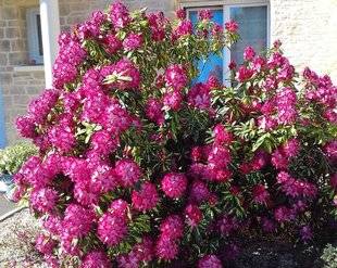 L'Ami des Jardins 1107 Puis-je tailler mon rhodo ?