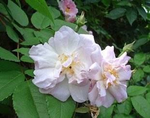 L'Ami des Jardins 1107 Pourquoi mon rosier est-il mort ?