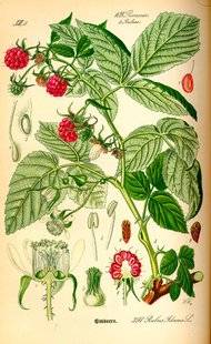 L'Ami des Jardins 1107 Le framboisier