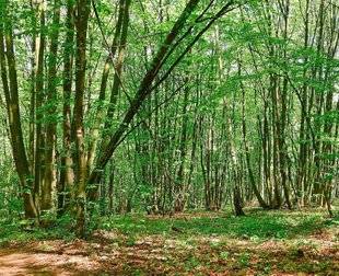 L'Ami des Jardins 1109 Zéro phyto dans les forêts publiques