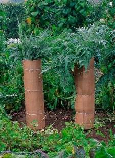 L'Ami des Jardins 1109 Blanchir le cardon