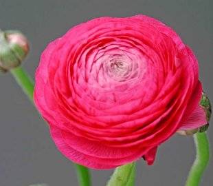 L'Ami des Jardins 1109 DES RENONCULES POUR LE PRINTEMPS