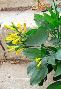 L'Ami des Jardins 1109 Un tabac pas si glauque