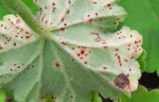 L'Ami des Jardins 1109 BIEN ÉRADIQUER LA ROUILLE DU GÉRANIUM