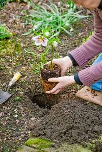 L'Ami des Jardins 1109 LES HELLÉBORES, C'EST MAINTENANT !