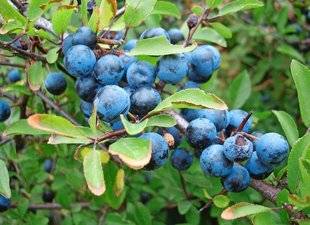 L'Ami des Jardins 1109 Le prunellier, vous connaissez ?