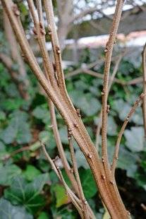 L'Ami des Jardins 1109 DE SURPRENANTES DÉFORMATIONS SUR CERTAINS ARBUSTES