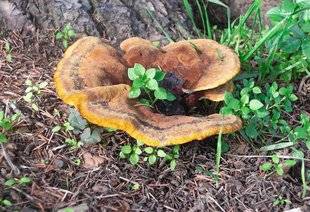 L'Ami des Jardins 1109 DES CHAMPIGNONS POUSSENT AU PIED DE MON CÈDRE !
