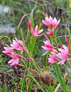 L'Ami des Jardins 1109 UNE FLEUR DU SUD POUR BASSINS DU NORD
