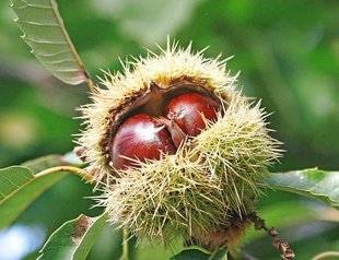 L'Ami des Jardins 1109 Châtaigne ou marron ?