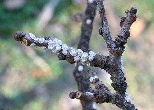 L'Ami des Jardins 1109 UNE ÉTRANGE COCHENILLE SUR LE FIGUIER