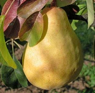 L'Ami des Jardins 1109 'DIRECTEUR HARDY' UNE POIRE À DÉCOUVRIR