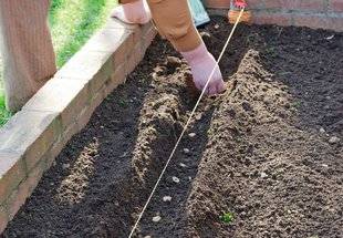 L'Ami des Jardins 1109 SEMER MAINTENANT DES FÈVES ET PETITS POIS ?
