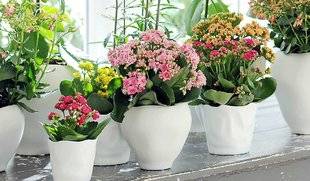 L'Ami des Jardins 1109 UN KALANCHOE POUR NOËL