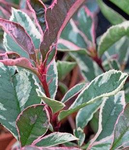 L'Ami des Jardins 1109 UN PHOTINIA AU FEUILLAGE ORIGINAL