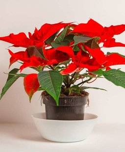 L'Ami des Jardins 1109 POINSETTIAS LONGUE DURÉE