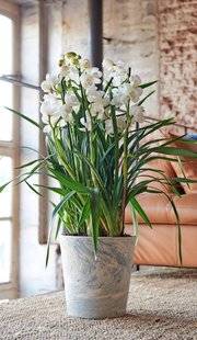 L'Ami des Jardins 1109 Comment soigner le cymbidium ?