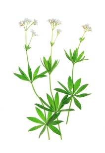 L'Ami des Jardins 1109 L'aspérule odorante digestive
