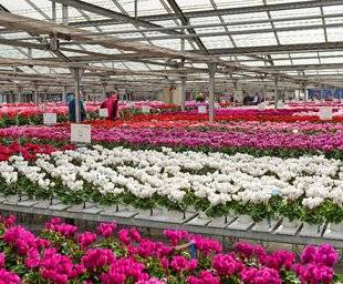 L'Ami des Jardins 1109 DEPUIS 100 ANS AU SERVICE DU CYCLAMEN