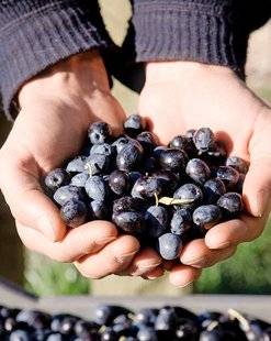 L'Ami des Jardins 1109 AGENDA DÉCEMBRE