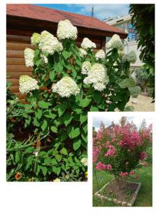 L'Ami des Jardins 1109 ÉCLATANT DE BEAUTÉ